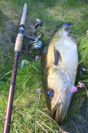 Schöner Fisch in schöner Natur - Pollackangeln in Hagland.